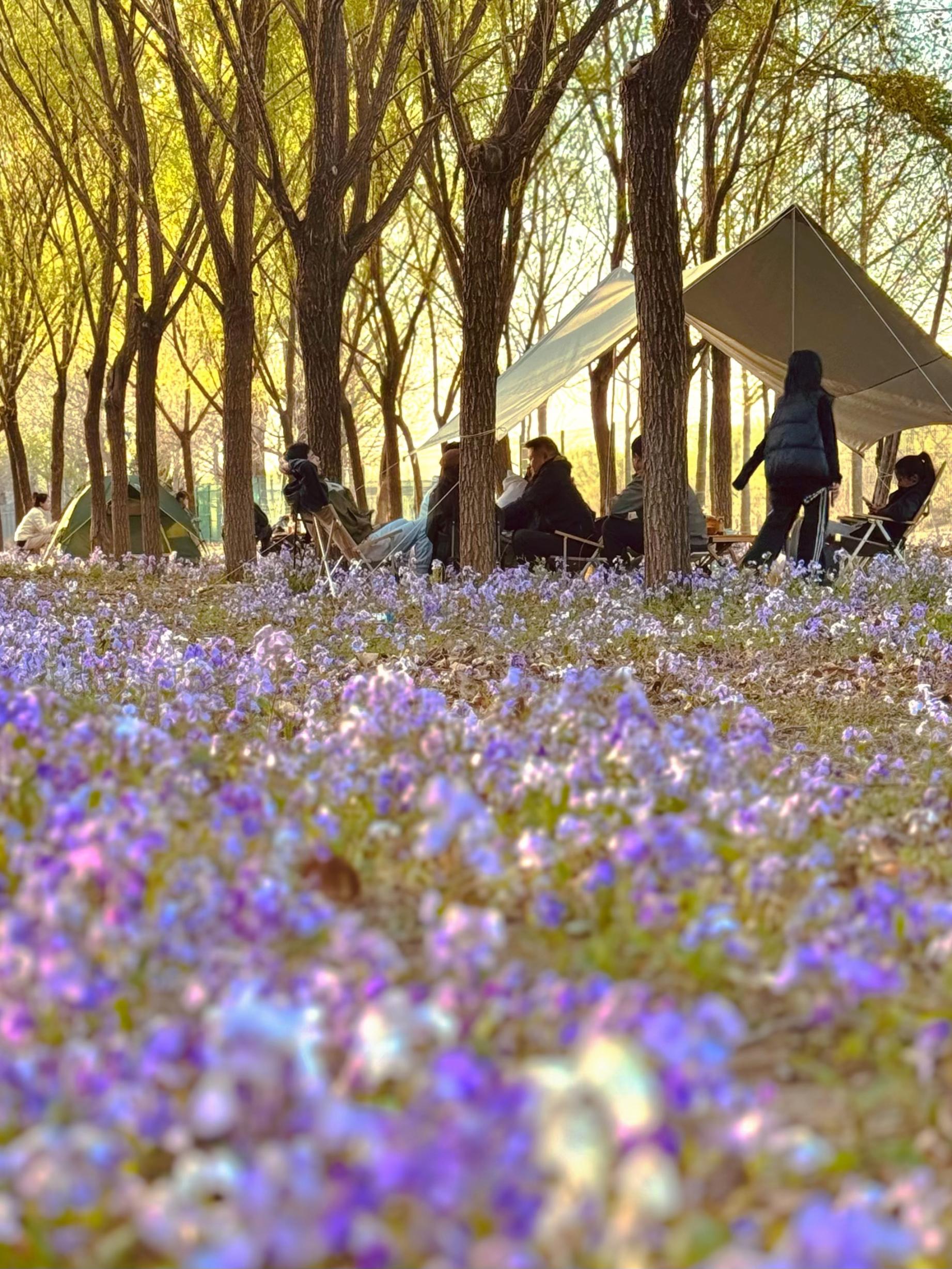 清明假期期間，范女士一家在北京溫榆河邊露營。受訪者供圖