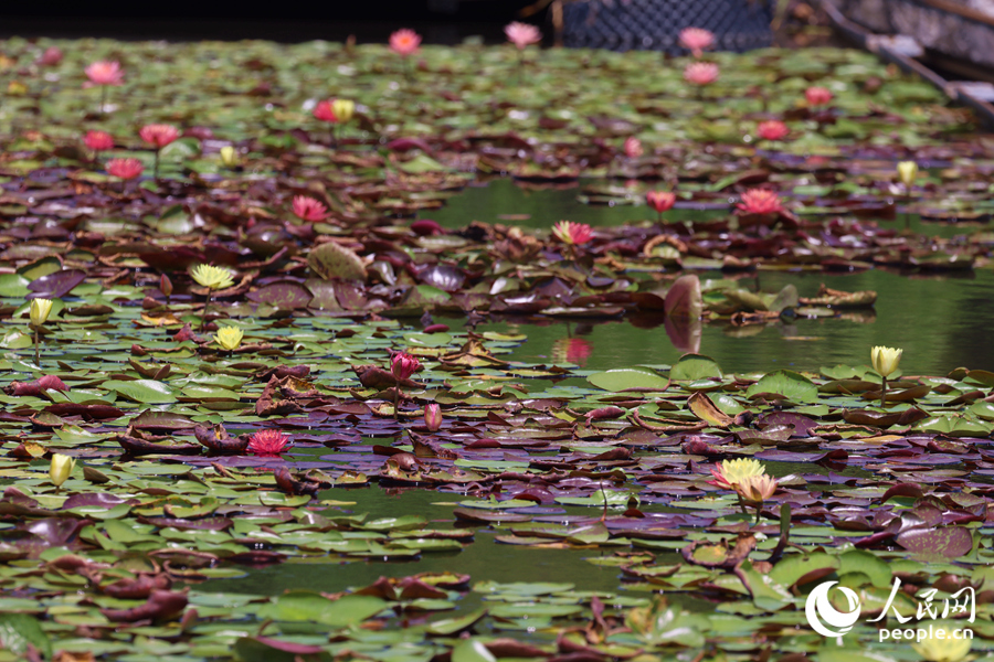 藏在繁花深處的3朵雙色睡蓮。人民網(wǎng)記者 陳博攝