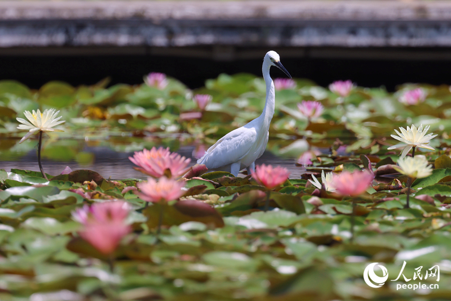 白鷺在睡蓮盛開(kāi)的池塘中流連。人民網(wǎng)記者 陳博攝