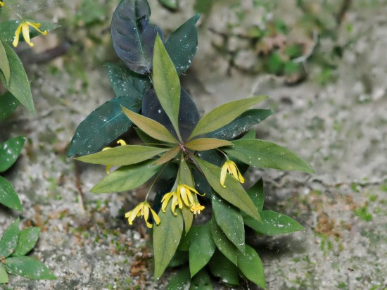 圖為洞生香草。（廣西壯族自治區(qū)中醫(yī)藥研究院供圖）